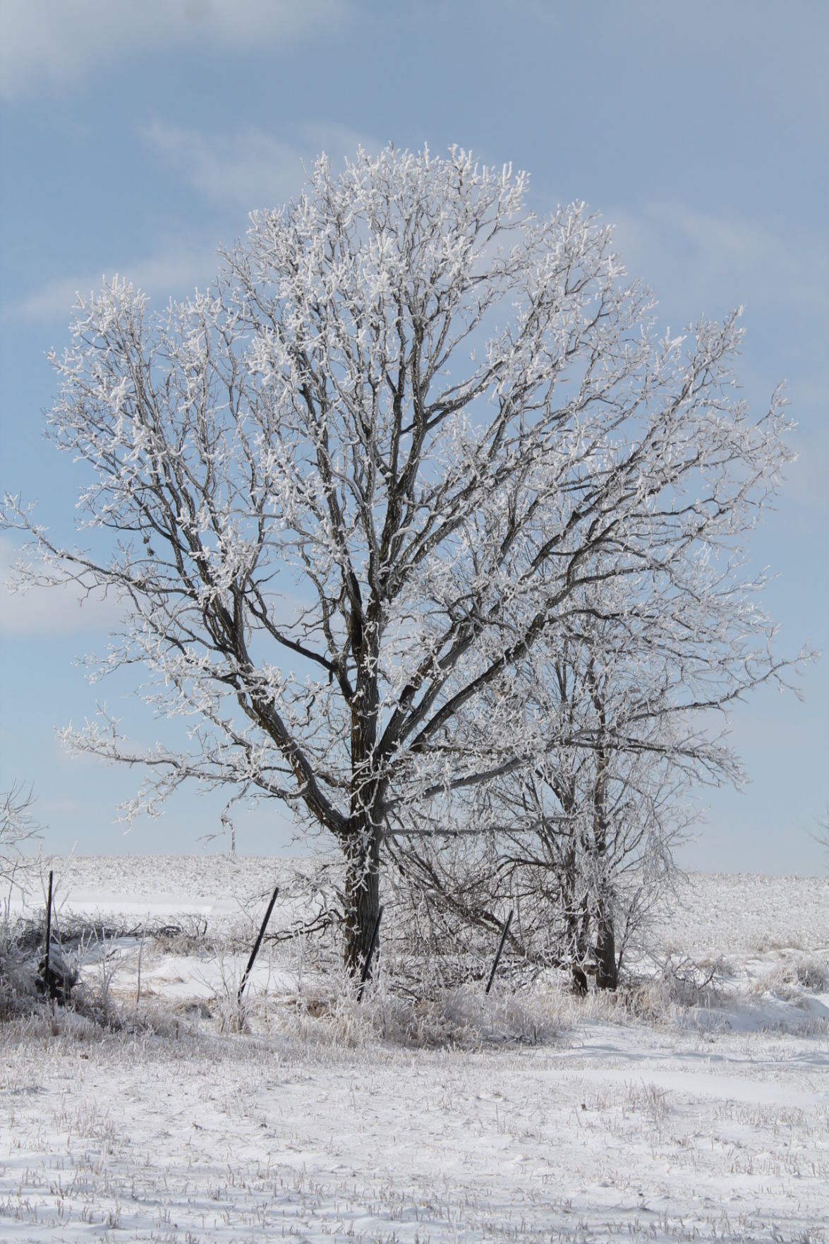 February ice storm